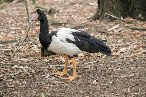 Oca Gazza Oca Bianca Nera Sua Testa Collo Sono Neri — Foto Stock