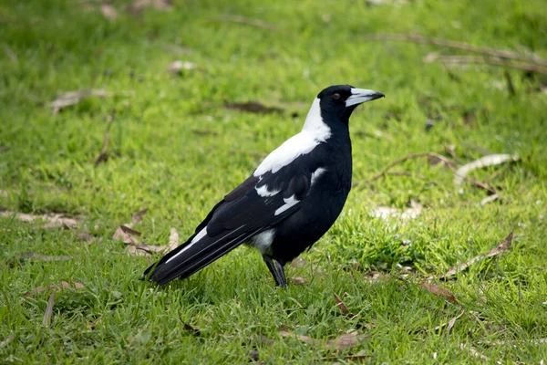 Bir Magpie Yan Görülmektedir — Stok fotoğraf