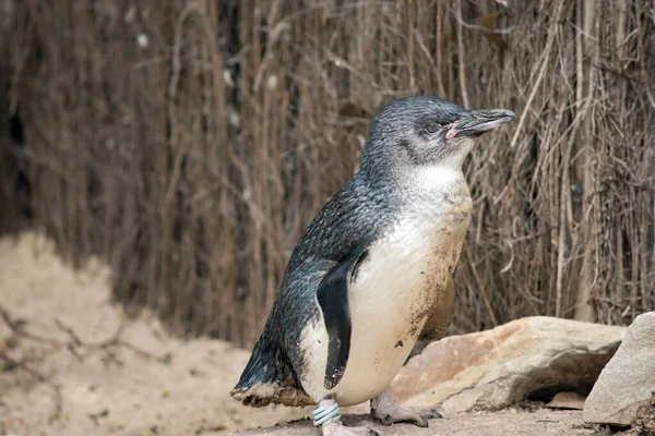 Der Feenpinguin Oder Kleine Pinguin Wurde Getaggt — Stockfoto