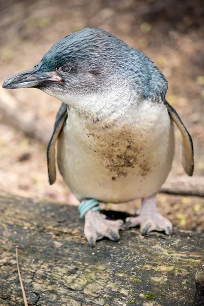 Este Close Pinguim Fadas Pequeno Pinguim — Fotografia de Stock
