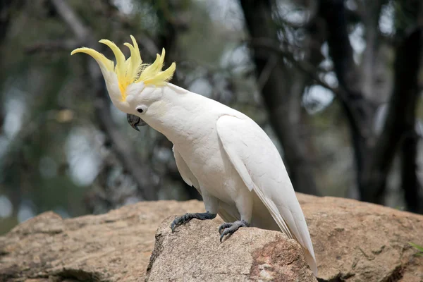 这种硫磺烤的鹦鹉是一种白色的鸟 它栖息在岩石上 — 图库照片