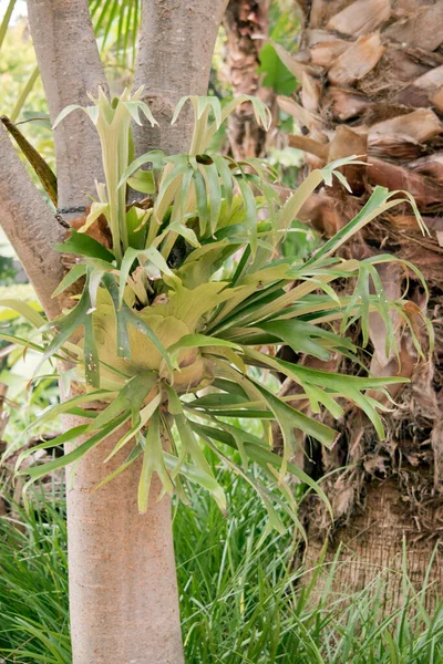 Stag Horn Growning Side Tree — Stock Photo, Image