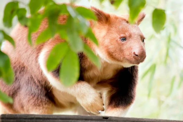 ツリーカンガルーは尾が長くクリームパイと青い目の赤褐色でクマのように見えます — ストック写真