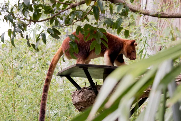 Canguro Árbol Tiene Una Cola Larga Parece Oso — Foto de Stock