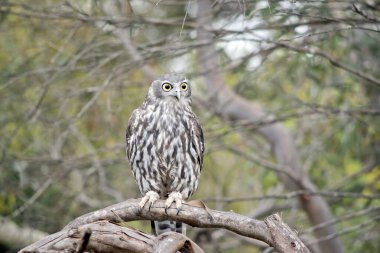 Havlayan baykuşun kahverengi ve beyaz tüyleri, beyaz kaşları ve büyük sarı gözleri vardır.