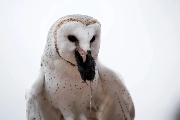 Barn Owl Has Heart Shaped White Face White Chest Brown — Stock Photo, Image