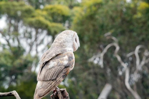 納屋のフクロウは 中くらいの大きさで 薄い色のフクロウで 長い翼と短い イカの尾があります — ストック写真