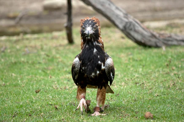黑色的胸部秃鹰的脸是黑色的 头上有棕色的羽毛 身上有白色和黑色的羽毛 — 图库照片