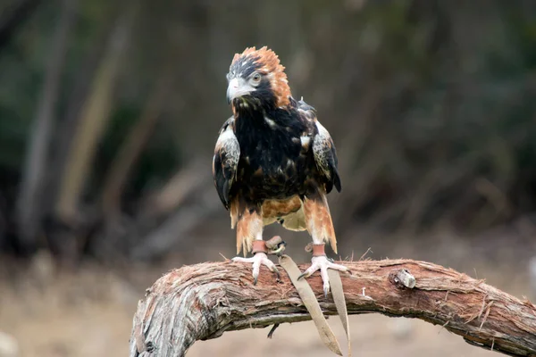 Der Schwarzbrustbussard Hockt Auf Einem Ast — Stockfoto