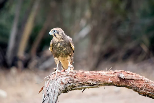 Den Bruna Falken Relativt Stor Falk Infödd Australien — Stockfoto