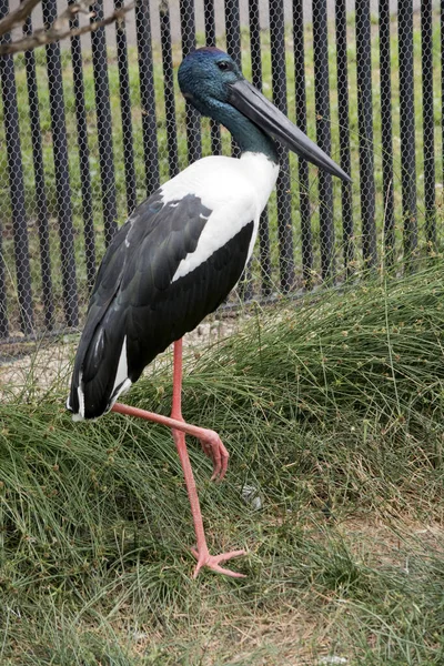 Cigüeña Cuello Negro Está Pie Junto Una Valla — Foto de Stock