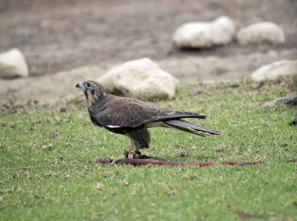 褐色的猎鹰是褐色的 有黑色喙的奶油 — 图库照片