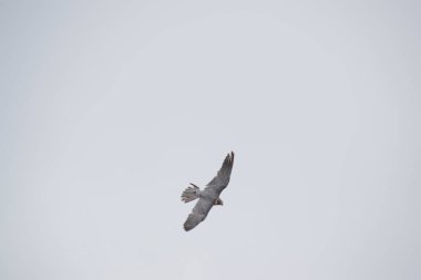 Hobi oldukça küçük, çok hızlı ve uzun kanatlı bir şahindir.. 