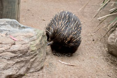 Exhidna 'nın koruma için çivileri var. Kahverengi, bronz ve siyah.