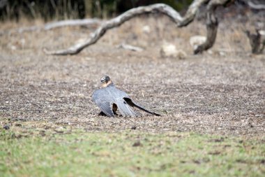 Hobi şahin bir yemden beslenir.
