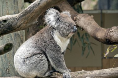 Koala gridir ve beyaz bir göğüs ve bronzlaşır. Büyük siyah bir burnu var.