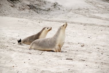 Deniz aslanları altta beyazdır bu yüzden okyanustaki yırtıcılar tarafından görülemezler ve yukarıdaki kuşlar tarafından görülemezler.