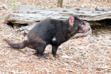 Bu Tazmanya canavarının yan görüntüsü.