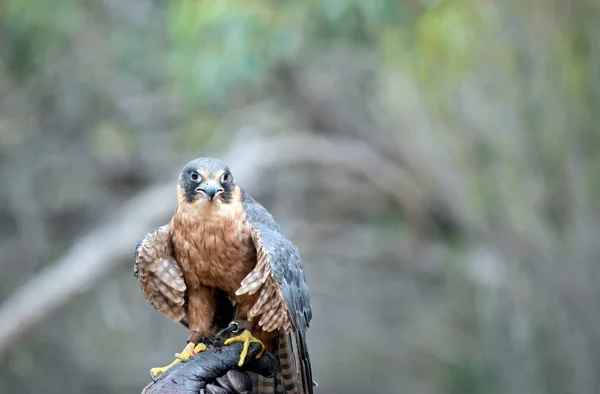 Der Hobby Falke Hockt Auf Einem Handschuh — Stockfoto