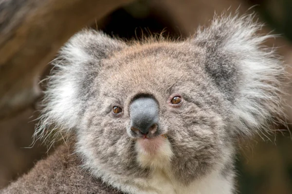 Koala Szürke Barna Volt Fehér Mellkas Fül Nagy Fekete Orra — Stock Fotó
