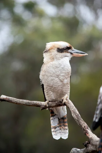 Kookaburra Riéndose Está Posado Una Rama —  Fotos de Stock