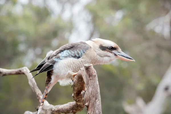 Kookaburra Riant Est Brun Blanc Bleu Oiseau Avec Fort Appel — Photo