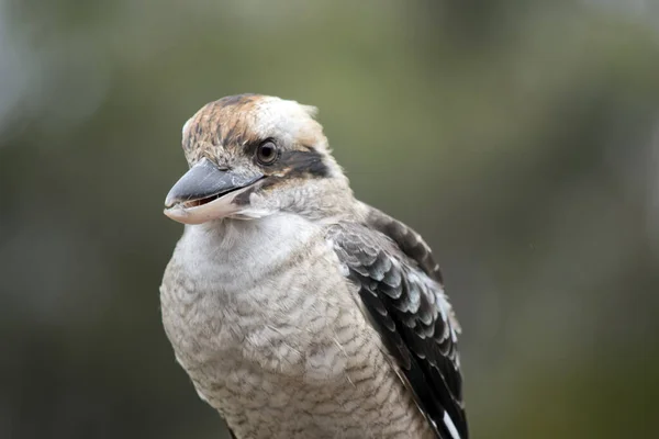 Śmiejąca Się Kookaburra Brązowy Biały Niebieski Ptak Głośnym Wołaniem — Zdjęcie stockowe