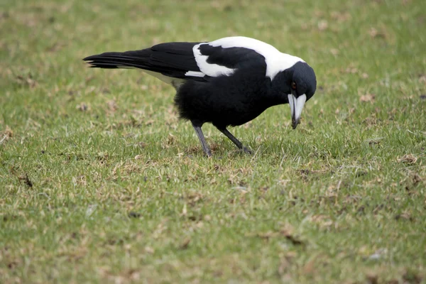 Die Elster Ist Ein Schwarz Weißer Vogel — Stockfoto