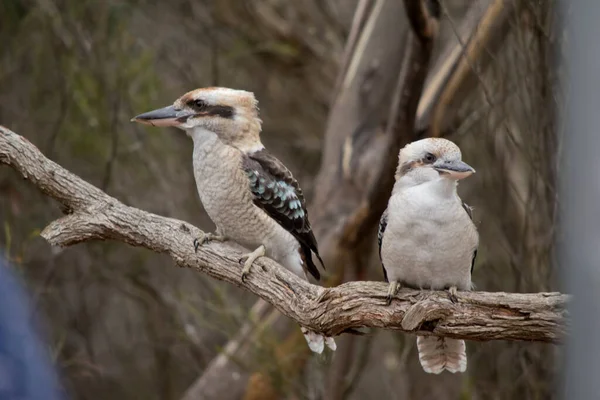 Les Kookaburras Rieurs Partagent Une Branche Sur Laquelle Percher — Photo