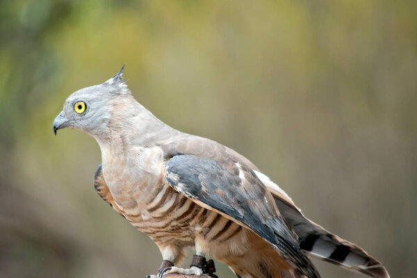 this is a side view of a pacific baza
