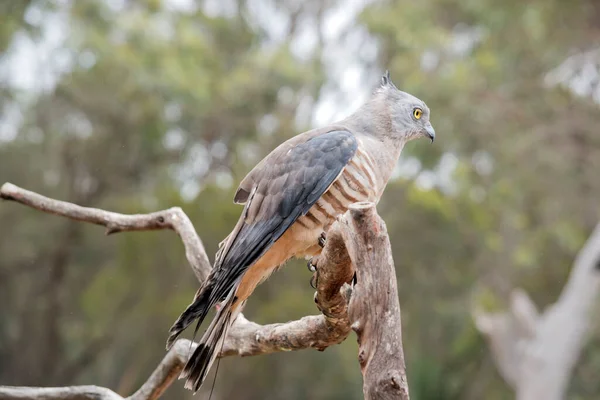 Side View Pacific Baza — Stock Photo, Image