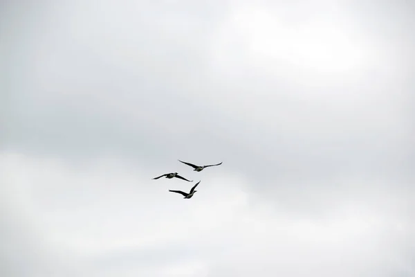 Pied Cormorant Flying Dawn — Stock Photo, Image