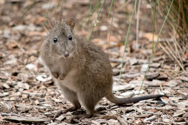 Lange Neus Potoroo Een Kleine Buideldier Het Grijs Bruin Met — Stockfoto