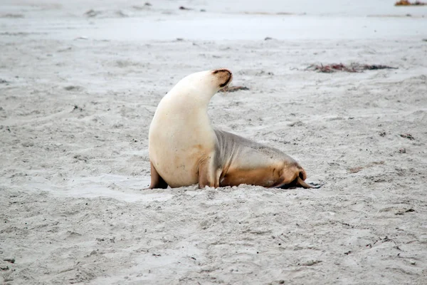 Lobo Marino Está Playa Seal Bay — Foto de Stock