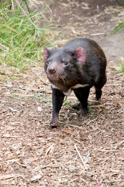 Diavolo Della Tasmania Marsupiale Feroce Nero Con Strisce Bianche Una — Foto Stock
