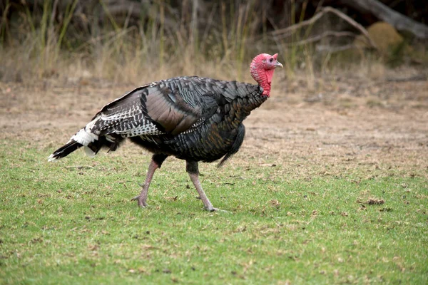 Pavo Salvaje Americano Tiene Una Cabeza Roja Cuerpo Negro Nech — Foto de Stock