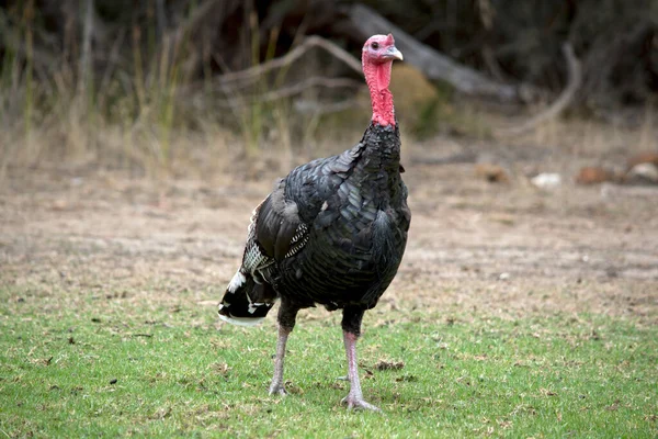 Wild Turkey Upland Ground Bird Native North America — Stock Photo, Image