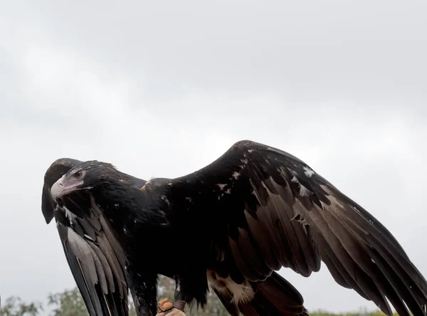 Klin Tailed Eagle Jest Trzepotanie Skrzydeł Jego — Zdjęcie stockowe
