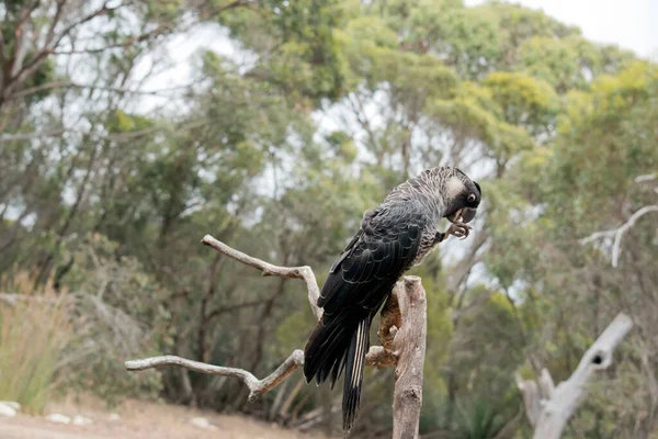 Carnaby Black Cockatooは 短い勃起クレストと大きな法案を持つ大きくて鈍い黒のコカトゥーです — ストック写真