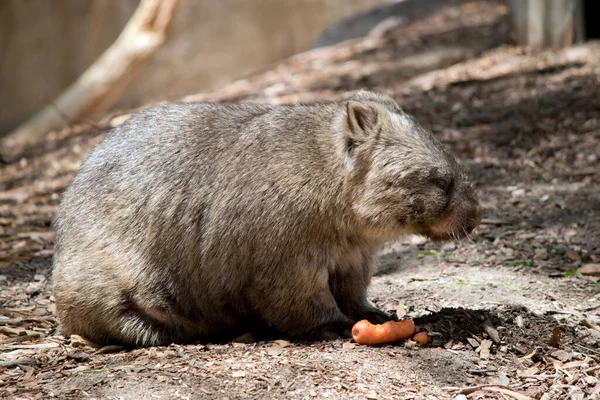 Wombat Marsupial Marrón Que Entierra Bajo Tierra — Foto de Stock