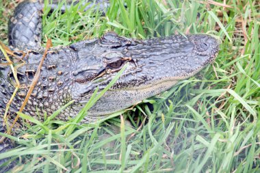 Bu bir allagtor kapağı.