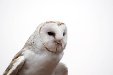Ahırın baykuşu orta boylu, soluk renkli baykuş. Uzun kanatları ve kısa, kare bir kuyruğu var..