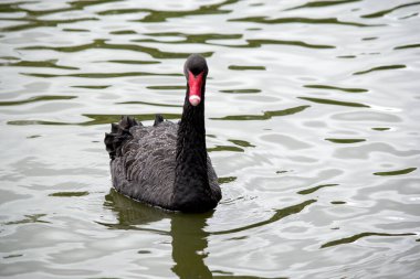 Siyah kuğunun beyaz çizgili kırmızı gagası vardır, kırmızı gözleri vardır ve tüyleri esasen siyahtır.
