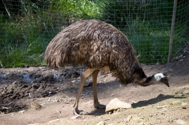 Devekuşu, saatte 80 km hızla giden uçamayan büyük bir kuştur.