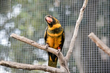 Esmer lori turuncu gagalı altın ve siyahtır.