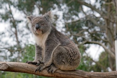 bir ağaç dalı üzerinde koala oturuyor
