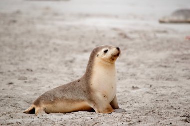 Deniz aslanı sahilde yürür ve annesini arar.