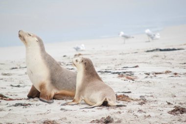 Deniz aslanı anne ve yavrusu üstte gri, altta beyaz.