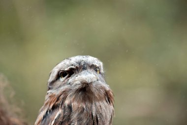 Tawny kurbağa ağızlı ağaçların arasına karışmak için rengini kullanır.