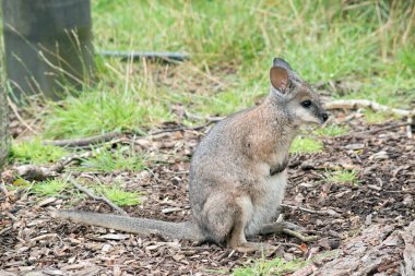 Tammar valabisi küçük bir keseli hayvandır. Vücut ağırlıklı olarak gri, bronz omuzları ve beyaz bir yüz çizgisi vardır.